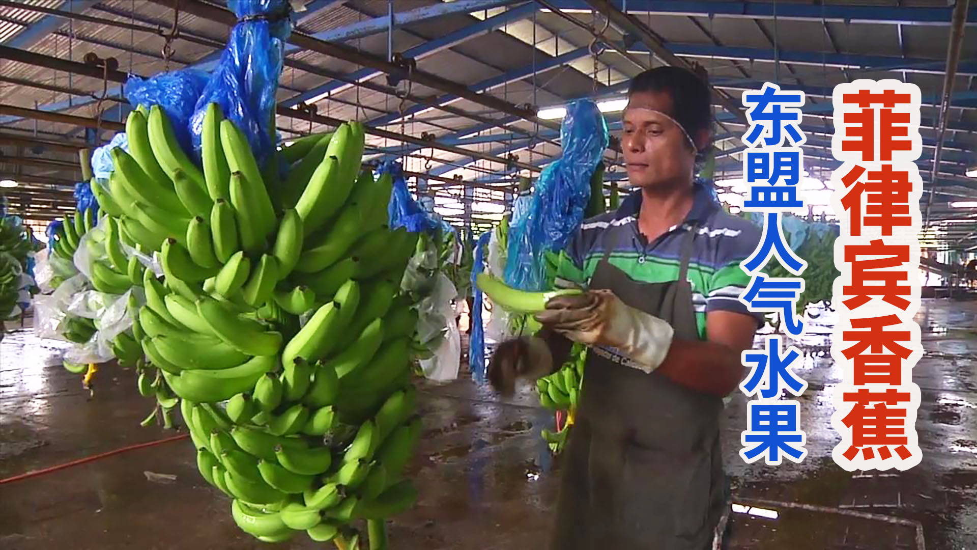 菲律宾果农大刀采摘香蕉，索道运往工厂清洗包装出口